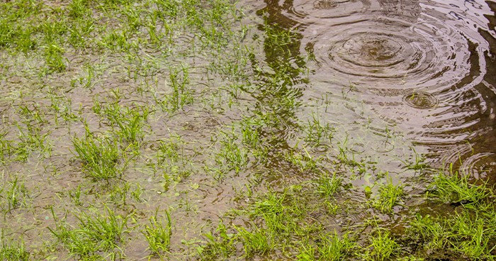 A flooded yard could be a sign of a damaged sewer line.