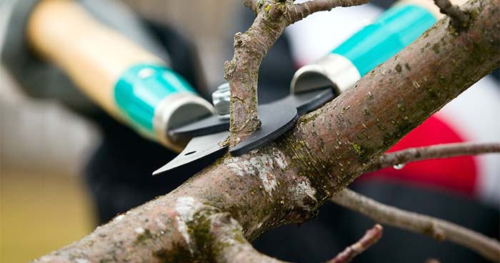Image: a pair of pruning shears cutting a tree branch. It's best practice to always keep your yard well groomed, but this matters more during California fire season.